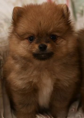 Смешная животинка...