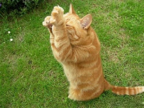 Смешная животинка...