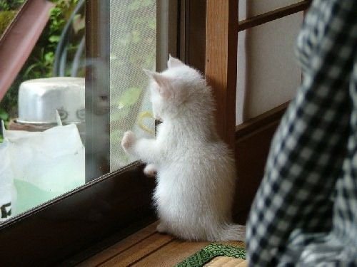 Смешная животинка...