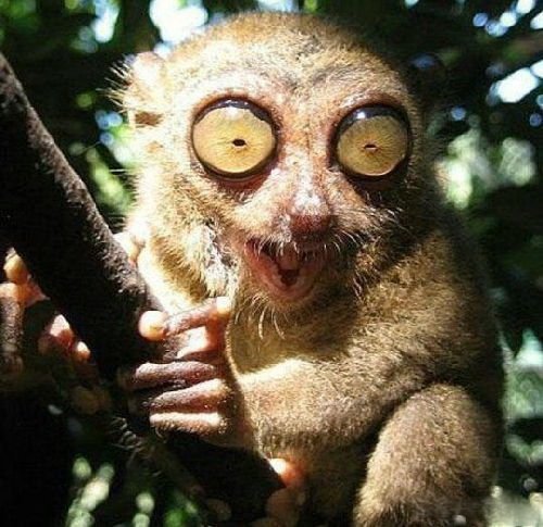 Смешная животинка...