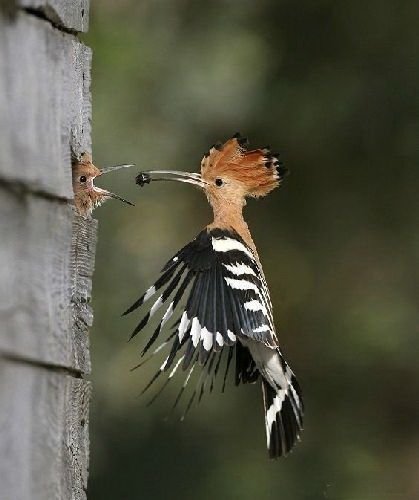 Смешная животинка...