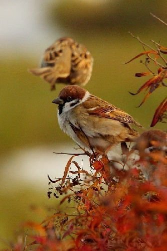 Смешная животинка...