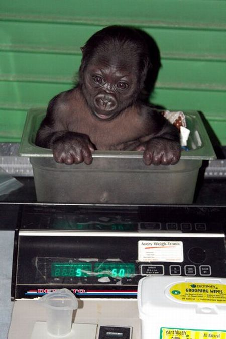 Позитиффф-маленькая горилла (34 фото)