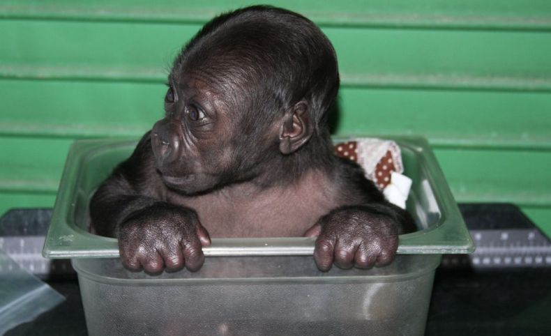 Позитиффф-маленькая горилла (34 фото)