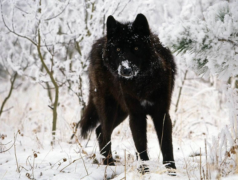 Волки (13 фото)