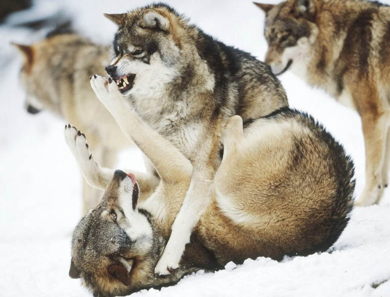 Волки (13 фото)