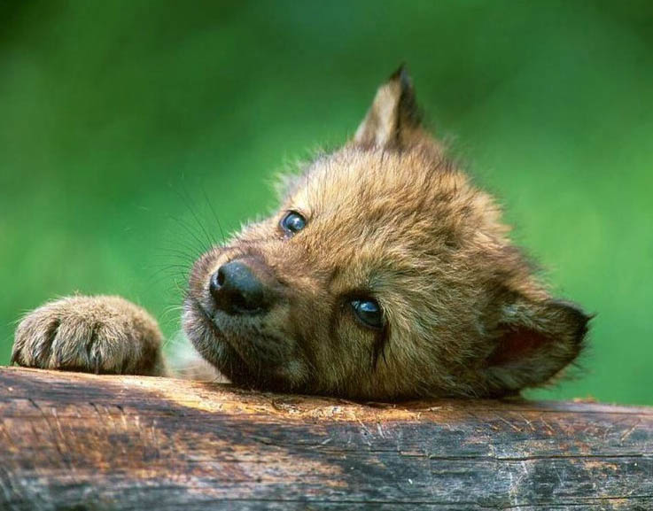 Волки (13 фото)