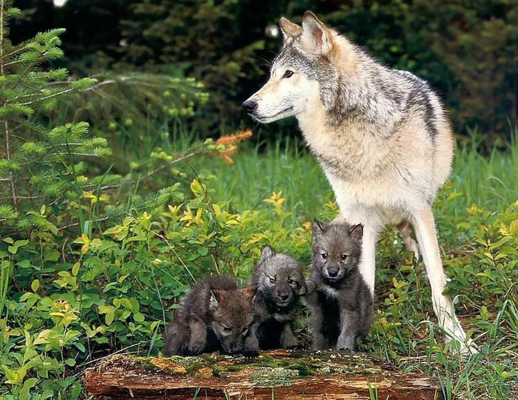 Волки (13 фото)