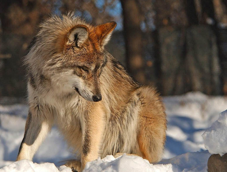 Волки (13 фото)