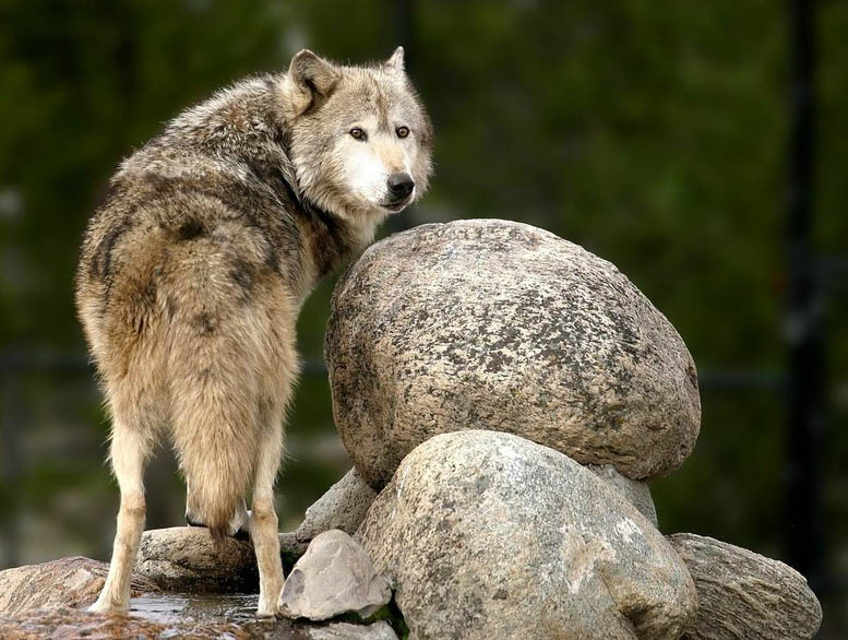 Волки (13 фото)