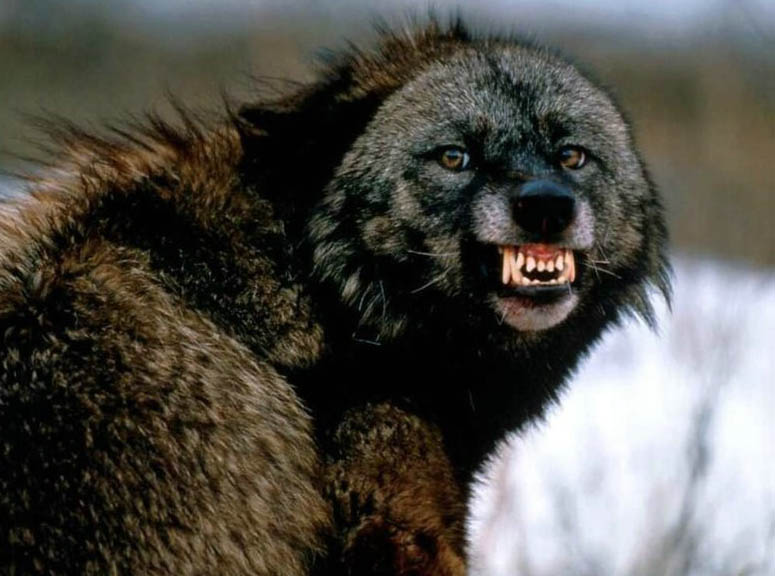 Волки (13 фото)