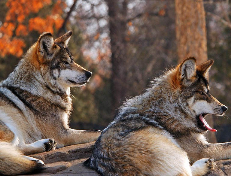 Волки (13 фото)