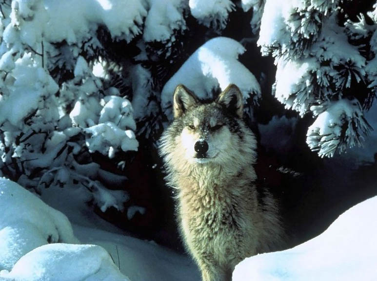 Волки (13 фото)
