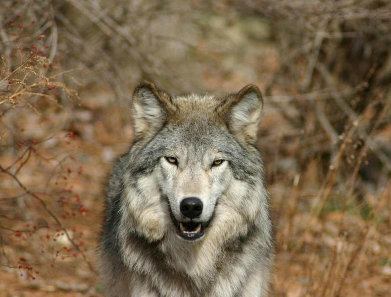 Волки (13 фото)