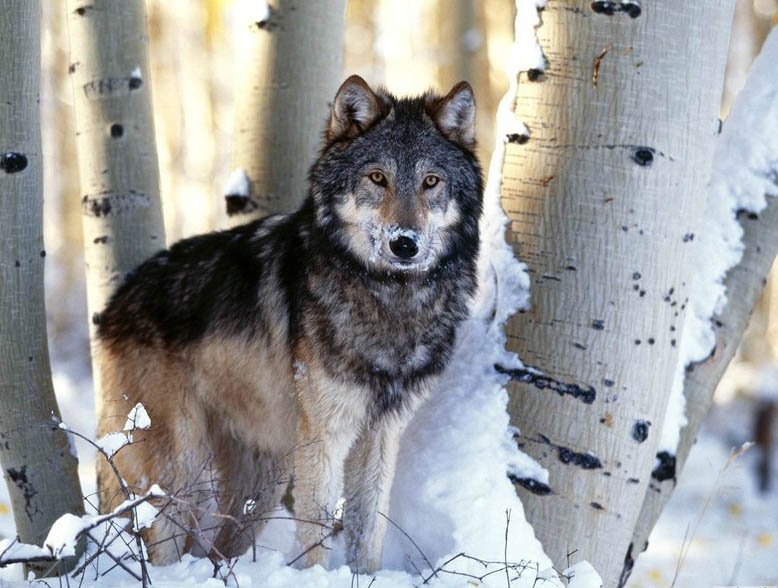 Волки (13 фото)