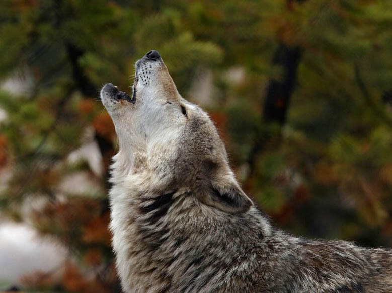 Волки (13 фото)