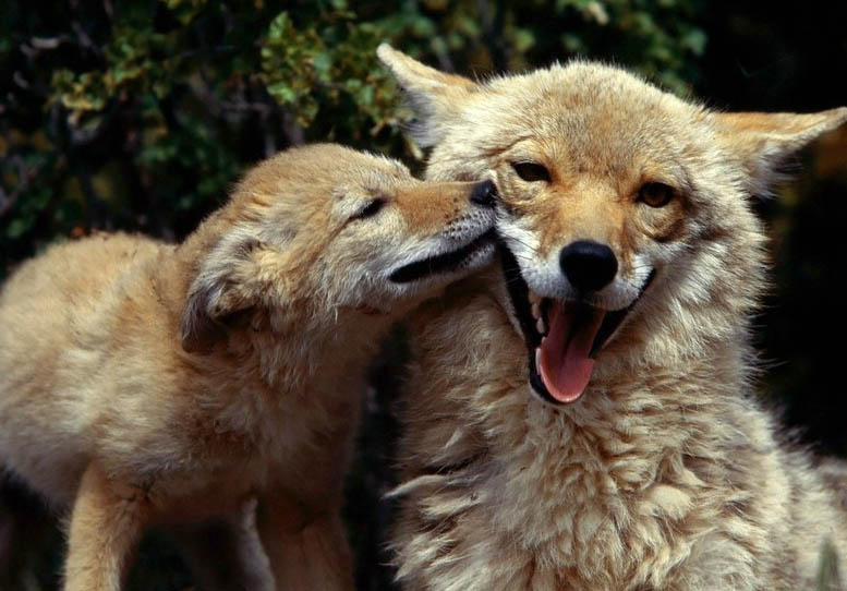 Волки (13 фото)