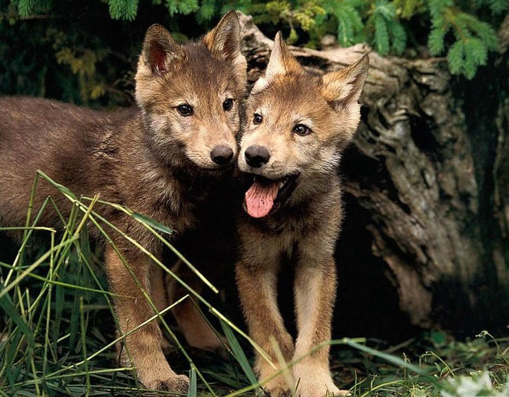 Волки (13 фото)