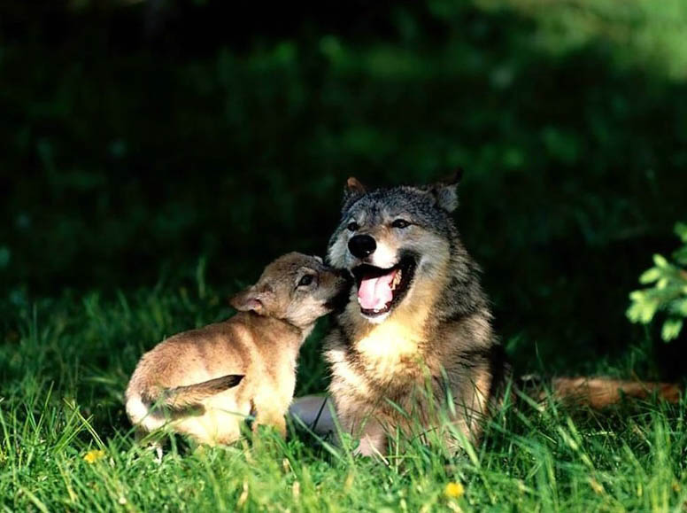 Волки (13 фото)