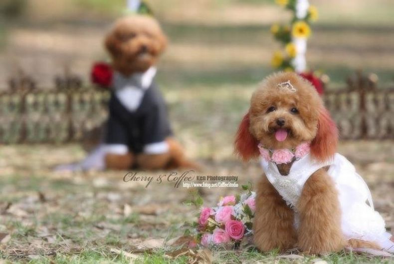 Свадьба у собак (19 фото)