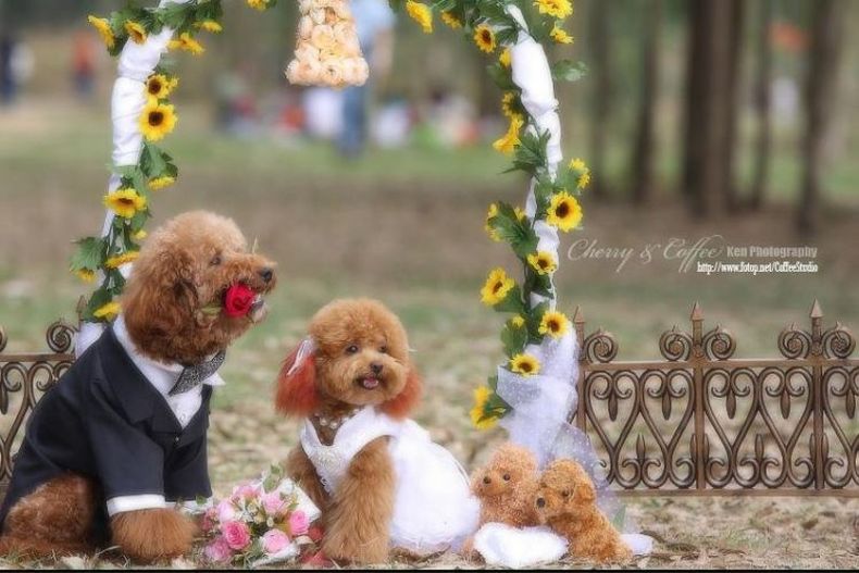 Свадьба у собак (19 фото)