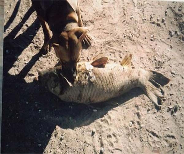 Собака-рыболов