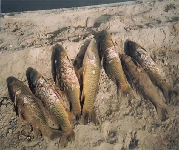 Собака-рыболов