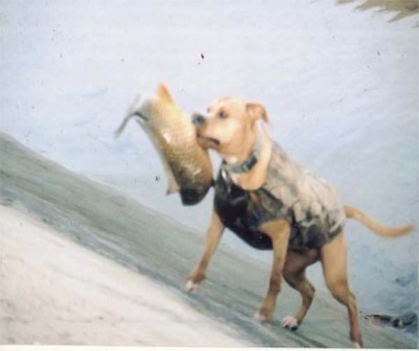 Собака-рыболов