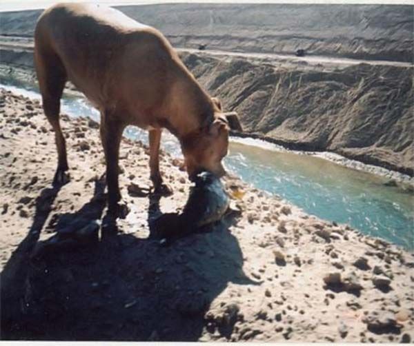 Собака-рыболов