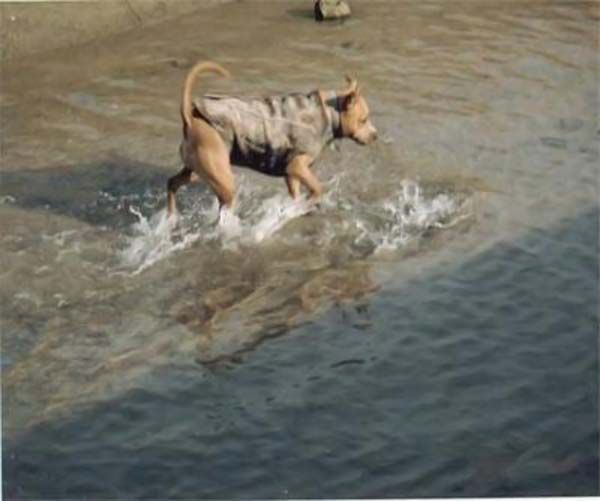 Собака-рыболов