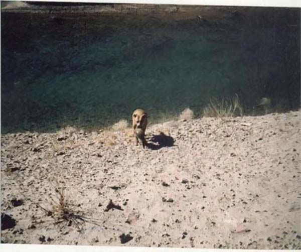 Собака-рыболов