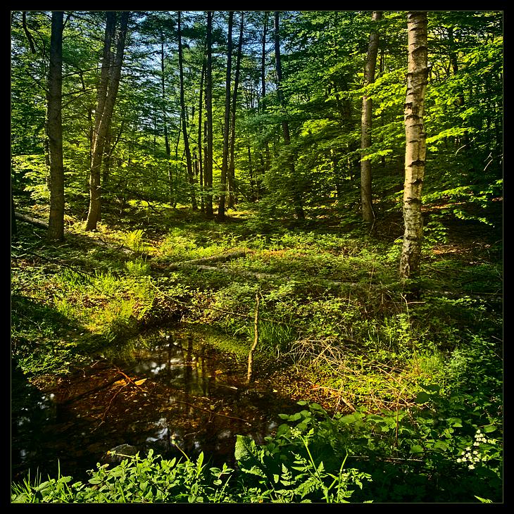 Лес от Hugh Schneider (40 фото)