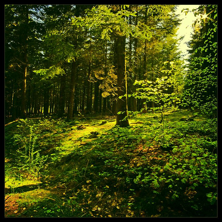 Лес от Hugh Schneider (40 фото)