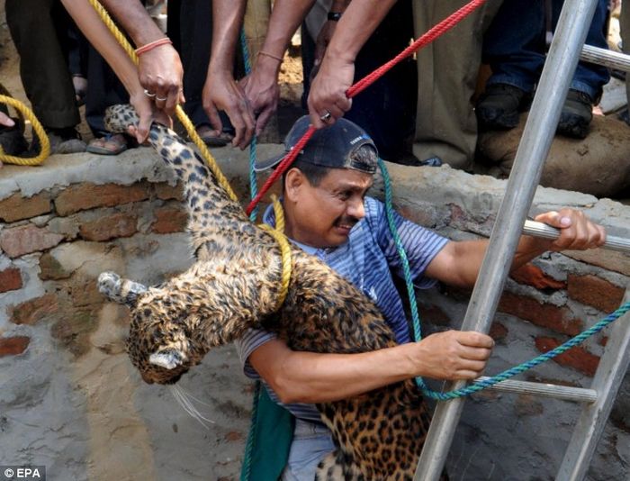 Леопарда спасали из колодца