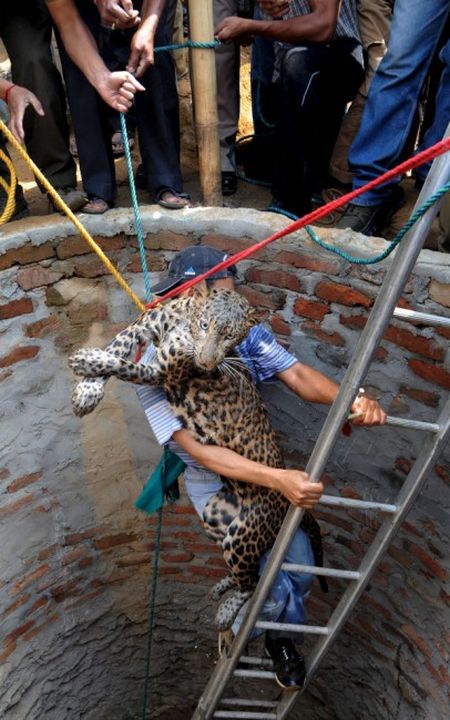 Леопарда спасали из колодца