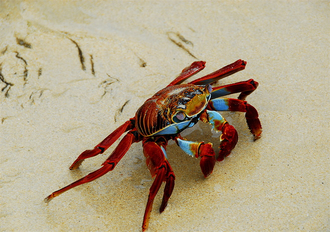 Крабы (26 фото)