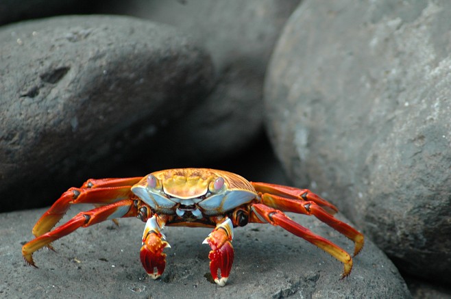 Крабы (26 фото)