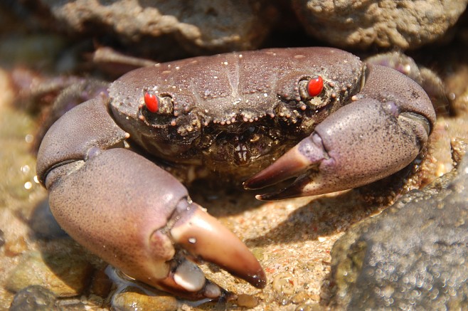 Крабы (26 фото)
