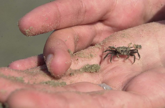 Крабы (26 фото)