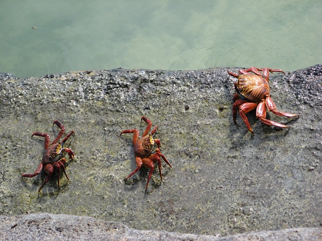 Крабы (26 фото)