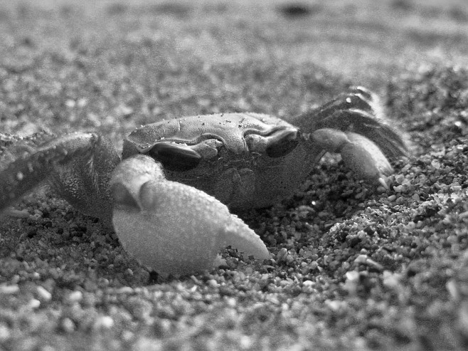 Крабы (26 фото)