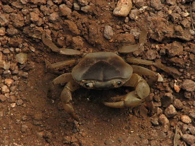 Крабы (26 фото)