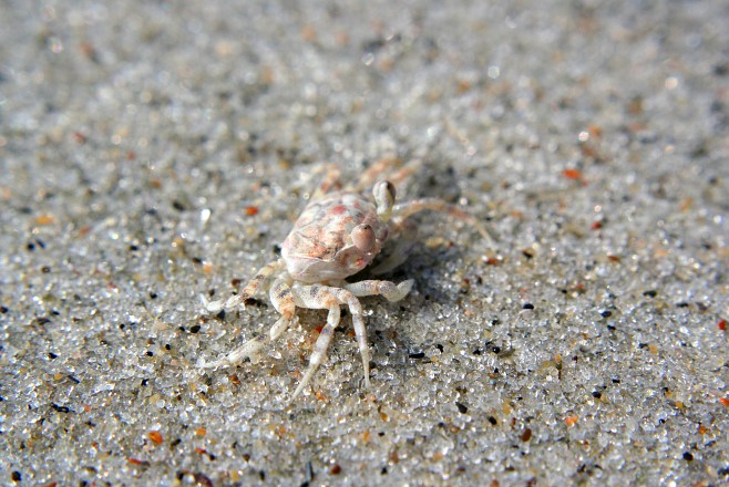 Крабы (26 фото)