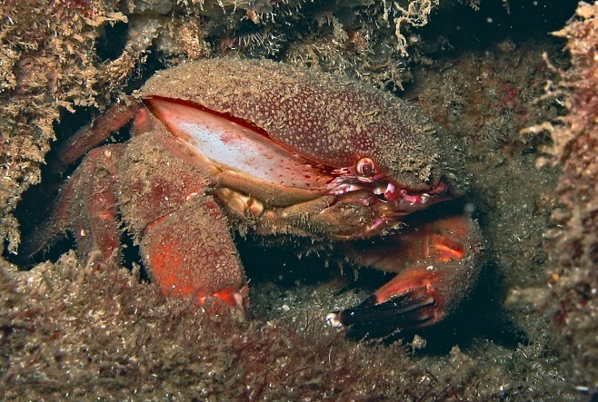 Крабы (26 фото)