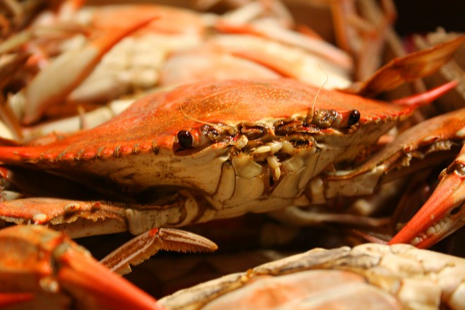Крабы (26 фото)