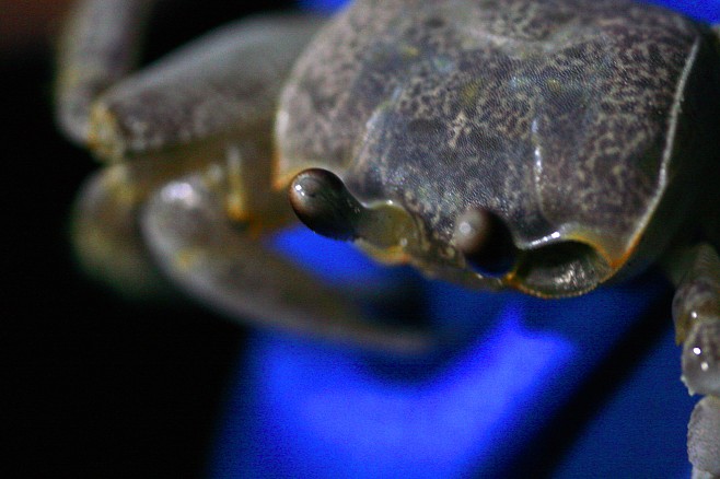 Крабы (26 фото)