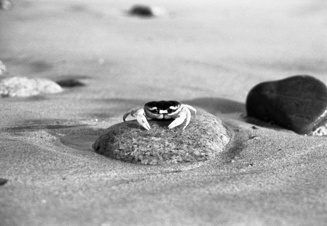 Крабы (26 фото)