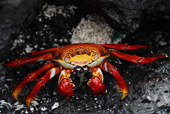 Крабы (26 фото)