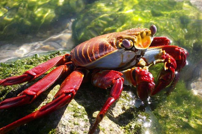 Крабы (26 фото)