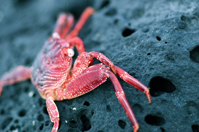 Крабы (26 фото)